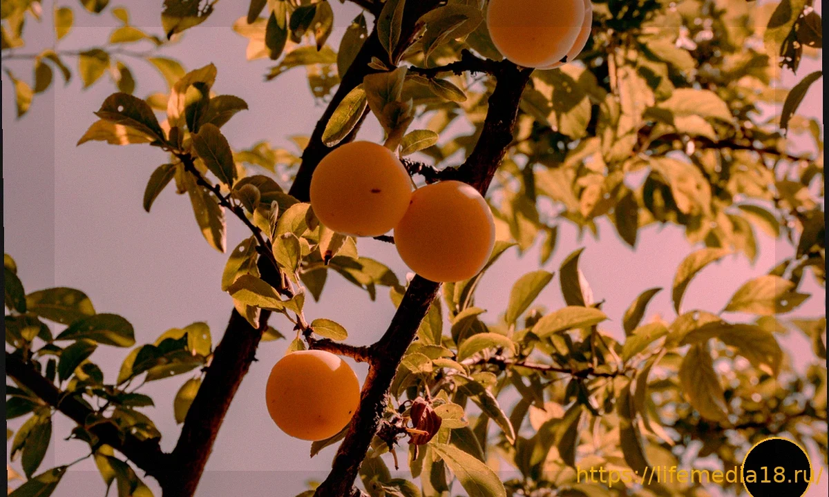 Почувствовать Газу под кожей: интервью с Сарой Азизой (автором незабываемого мемуара)